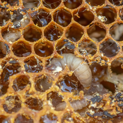 Pests And Diseases Of Honeybees